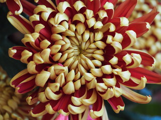 和風の花　菊の花