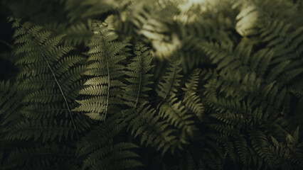 Cutting fern leaves in green (selective focus)