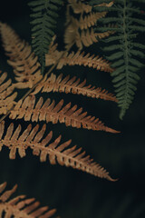 Cutting fern leaves in green and orange (selective focus)