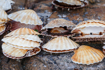 Many empty scallop shells lying on rocks. Norway.