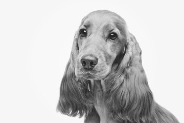 Portrait of beautiful young brown English cocker spaniel dog isolated over white background. Closeup studio shot. Copy space. Monochrome image.