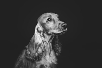Portrait of beautiful young brown English cocker spaniel dog over black background. Closeup studio shot. Copy space. Monochrome.