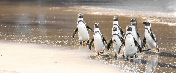 Coastal Collective: Endearing Group of Cape Penguins - Charismatic Wildlife, Irresistible Cuteness,...