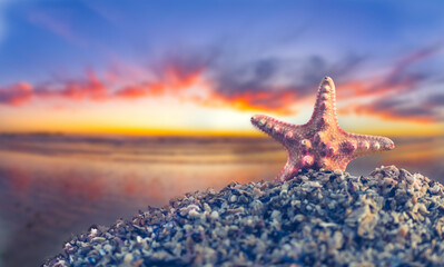 Fototapeta na wymiar Breathtaking Starfish Sunset on the Beach - Coastal Delight, Natural Beauty, Seaside Serenity