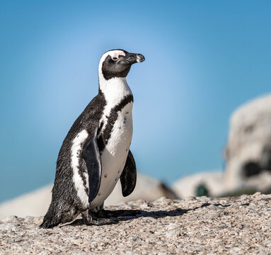 Adorable Cape Penguin Image - Delightful Cuteness, Antarctica Wildlife, Nature's Charm. South Africa