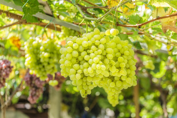 Bunch of grapes on a background of the sunny sky.