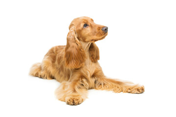 Portrait of beautiful young brown cocker spaniel dog lying over white background. Studio shot. Copy...