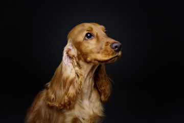 Portrait of beautiful young brown English cocker spaniel dog over black background. Closeup studio shot. Copy space.