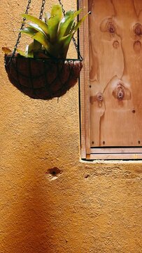 flowers in a vase, hanging plant,door, wood, old, wooden, architecture, wall, window, building, entrance, house, weathered, vintage, texture, lock, closed, grunge, antique, ancient, brown, design, doo