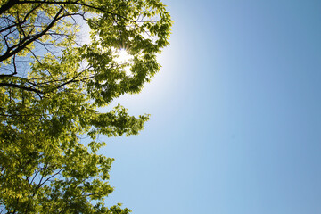 green leaves against blue sky