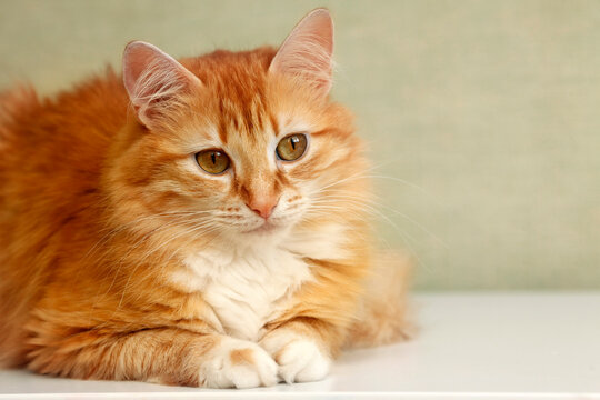 Portrait of a young red-haired cats
