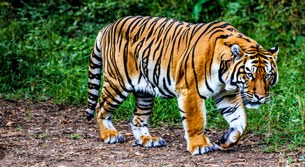 beautiful adult striped tiger in the jungle