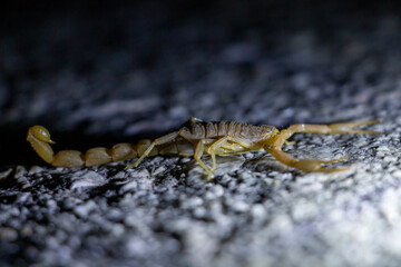 A common yellow scorpionwith yellow-brown color on the road at  night. Buthus occitanus.