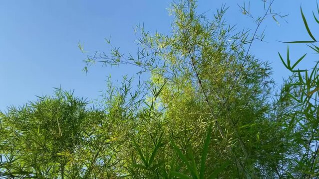 the beautiful bamboo leaves against blue sky background