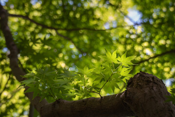 木漏れ日にかがやく緑