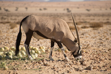 A single oryx bites in to a desert melon in the Namib desert.