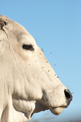 Portrait of a Brahman cow with flies covering her face against the blue sky.