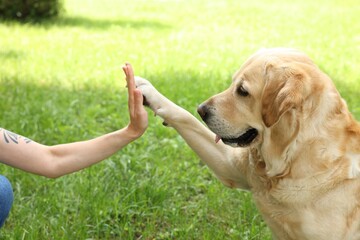 Cute Labrador Retriever dog giving high five to woman outdoors