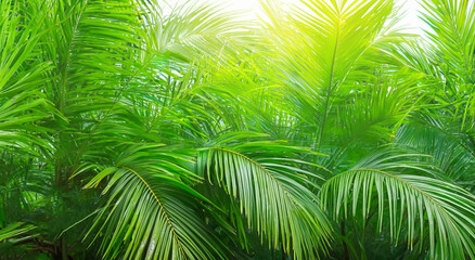 Naklejka na ściany i meble beautiful green palm leaves
