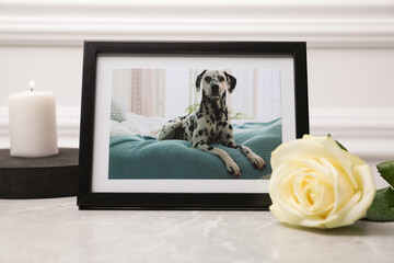 Frame with picture of dog, burning candle and rose flower on light grey table, closeup. Pet funeral