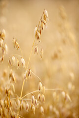 oats spike closeup, beautifully blurred background.