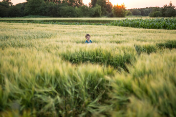 Little boy in cyan T-shirt stands in the rye field on the sunset background. He screams and looks into the camera. Outdoors. Horizontal.