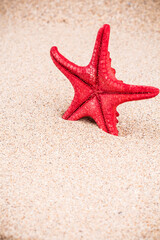 Red starfish standing on sandy sea shore