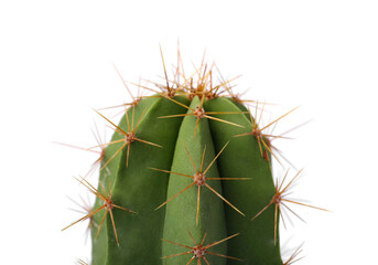 Beautiful green cactus isolated on white, closeup. Tropical plant