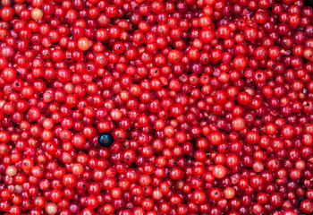 Fresh delicious organic red currant as a background, top view