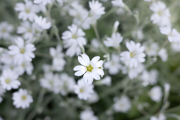 Background of small white flowers