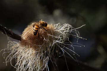 Bee