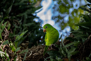 green bird