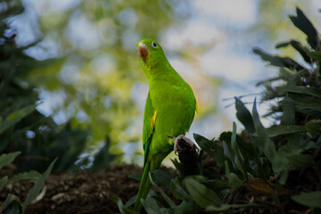 green bird