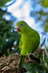 green bird