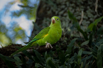 green bird