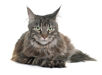 maine coon in front of white background