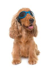 cocker spaniel with glasses in front of white background