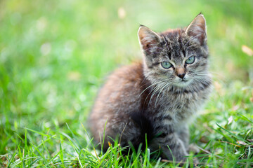 Naklejka na ściany i meble kitten in the grass, small depth of field, beautifully blurred background