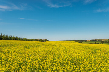 Yellow rapeseed field in bloom (Green Gables Shore, Prince Edward Island , Canada)