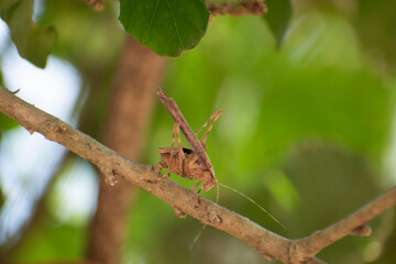 on tree