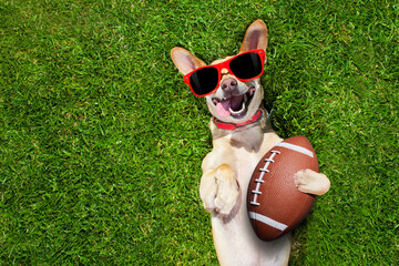 soccer  chihuahua dog holding a rugby ball and laughing out loud with red sunglasses outdoors on meadow grass at the field