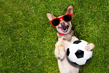 soccer  chihuahua dog holding a ball and laughing out loud with red sunglasses on the grass meadow at the park outdoors - obrazy, fototapety, plakaty