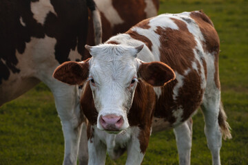 Selective blur on the head of a Holstein frisian cow, a young calf, a veal, with its typical brown and white fur. Holstein is a cow breed, known for its dairy milk production.