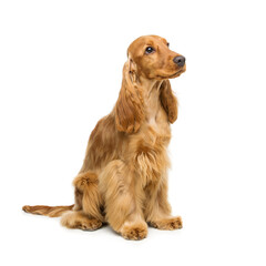 Portrait of beautiful young brown cocker spaniel dog sitting over white background. Studio shot. Copy space.