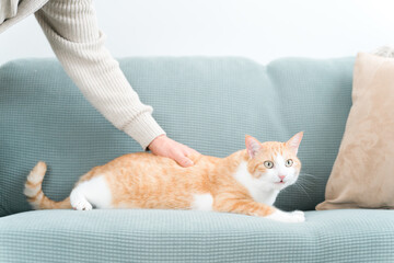 家のソファでくつろぐ雑種の猫と撫でる飼い主の男性
