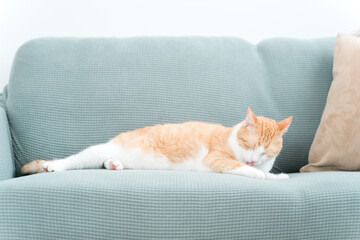 家のソファでくつろぐ雑種の猫（毛繕い・グルーミング）
