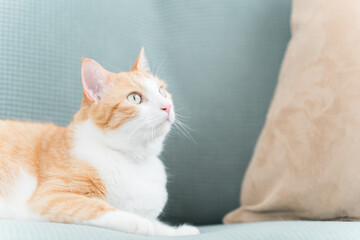 家のソファでくつろぐ雑種の猫
