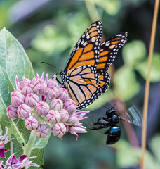 Fototapeta premium Butterfly on a flower