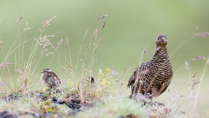 Rock ptarmigan (Lagopus mutus), female - Nature in Iceland