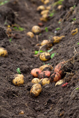 Fresh dug potatoes in the garden, ground